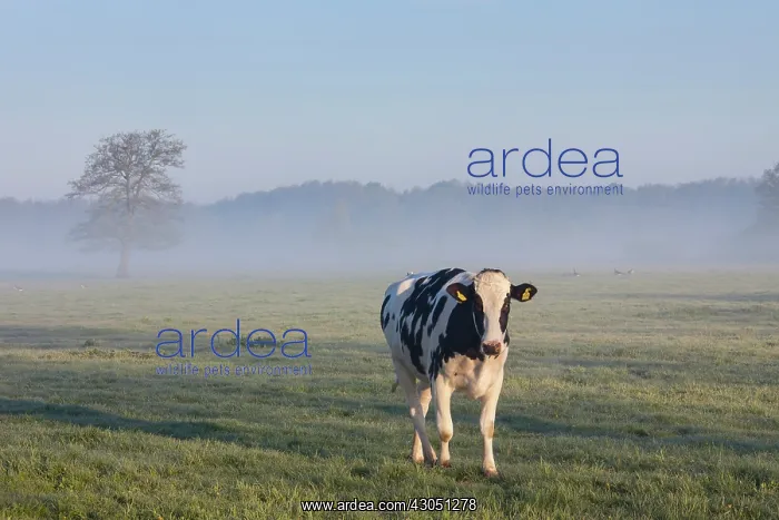 : Cow fog Domestic Cattle cow in morning fog Lower Saxony : Cow fog Domestic Cattle cow in morning fog Lower Saxony