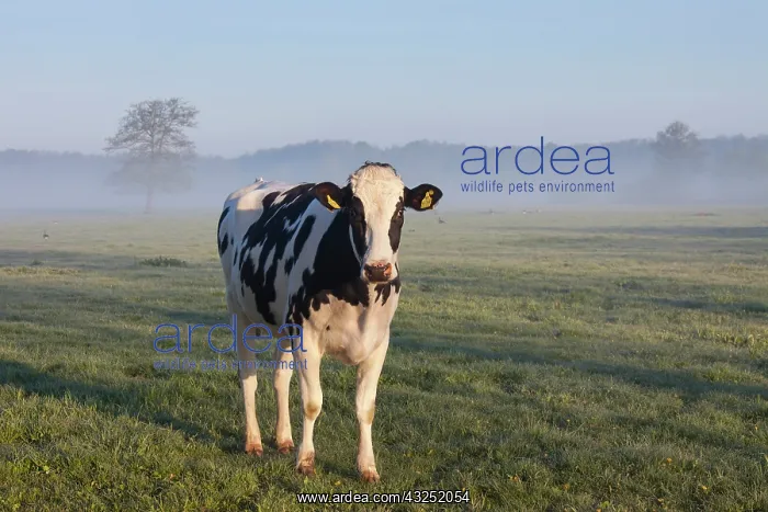 : Cow fog Domestic Cattle cow in morning fog Lower Saxony : Cow fog Domestic Cattle cow in morning fog Lower Saxony