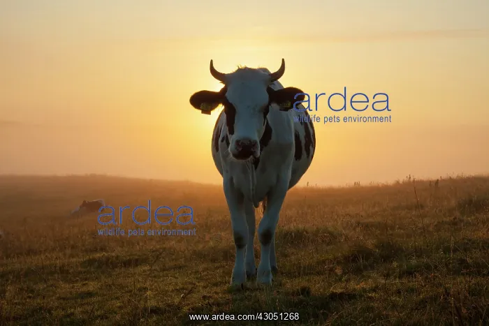 : Cow fog Domestic Cattle cow at sunrise Skane, Sweden : Cow fog Domestic Cattle cow at sunrise Skane, Sweden