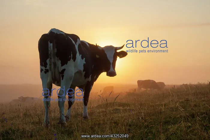 : Cow fog Domestic Cattle cow at sunrise Skane, Sweden : Cow fog Domestic Cattle cow at sunrise Skane, Sweden