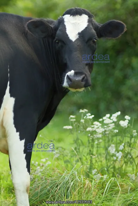 : Cow - Friesian heifer portrait : Cow - Friesian heifer portrait
