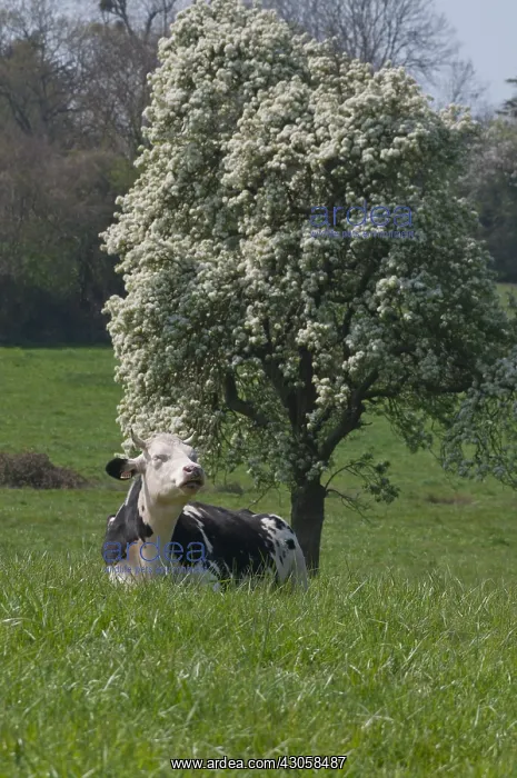 : Cow and fruit trees in an orchard in Normandy France : Cow and fruit trees in an orchard in Normandy France