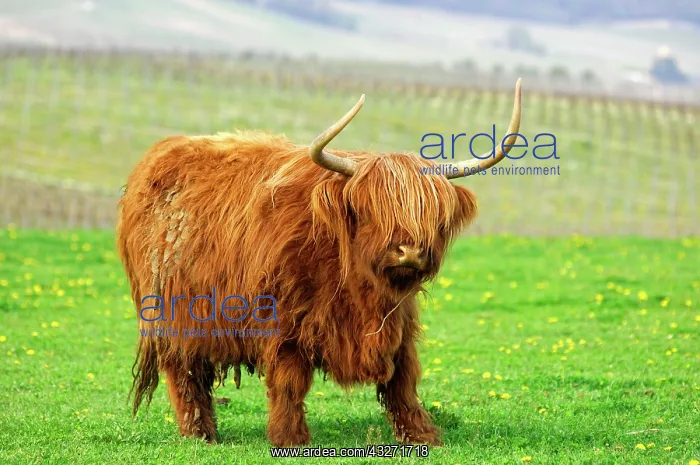 : Cow with gender specific horns, Scottish Highland : Cow with gender specific horns, Scottish Highland
