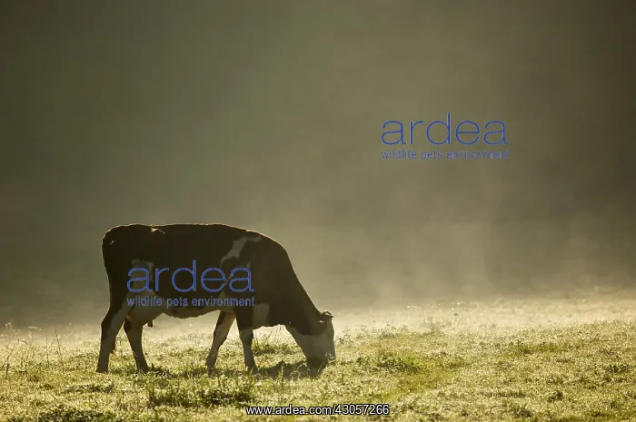 : Cow grazing in a field Pays Basque France : Cow grazing in a field Pays Basque France