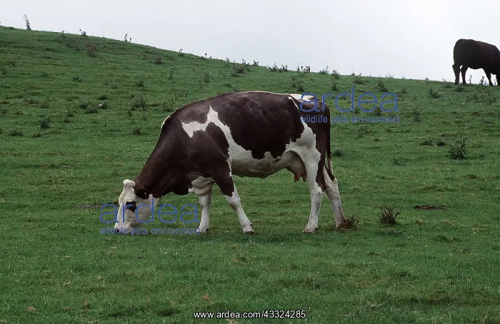 : COW - grazing in grass meadow : COW - grazing in grass meadow
