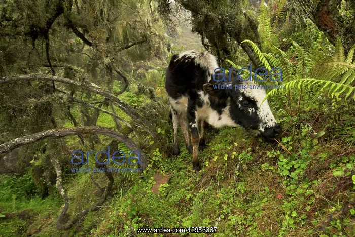 : Cow grazing in the Harenna forest : Cow grazing in the Harenna forest