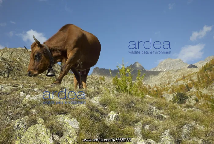 : Cow grazing in Madone de Fenestre pasture Mercantour NP : Cow grazing in Madone de Fenestre pasture Mercantour NP