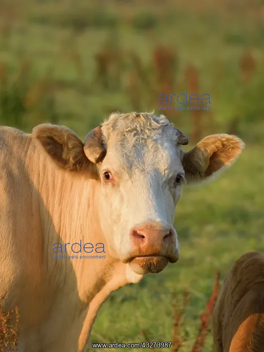  : Cow on grazing marsh - Norfolk UK