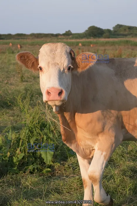 : Cow on grazing marsh - Norfolk UK : Cow on grazing marsh - Norfolk UK