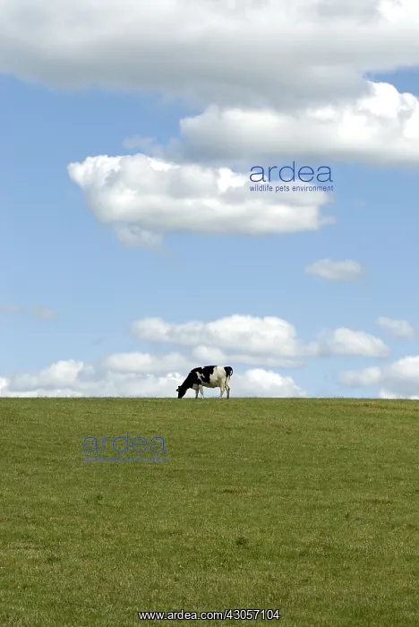 : Cow grazing in a meadow Puy-de-D'me France : Cow grazing in a meadow Puy-de-D'me France
