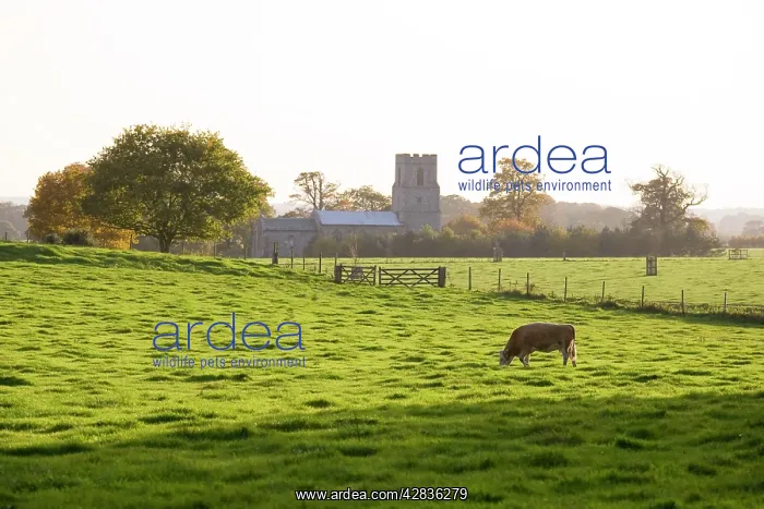  : Cow - grazing on pasture behind Felbrigg Church