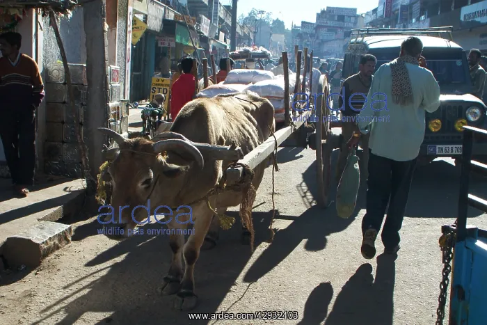 : Cow - Hauling cart in street : Cow - Hauling cart in street