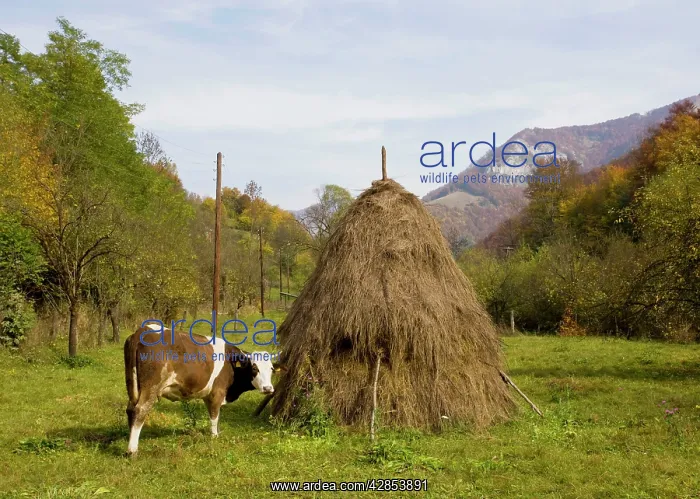 : Cow with hay stooks, in the Galda valley in autumn : Cow with hay stooks, in the Galda valley in autumn