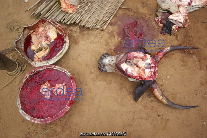 : Cow head and bowl with the blood of the animal Benin : Cow head and bowl with the blood of the animal Benin