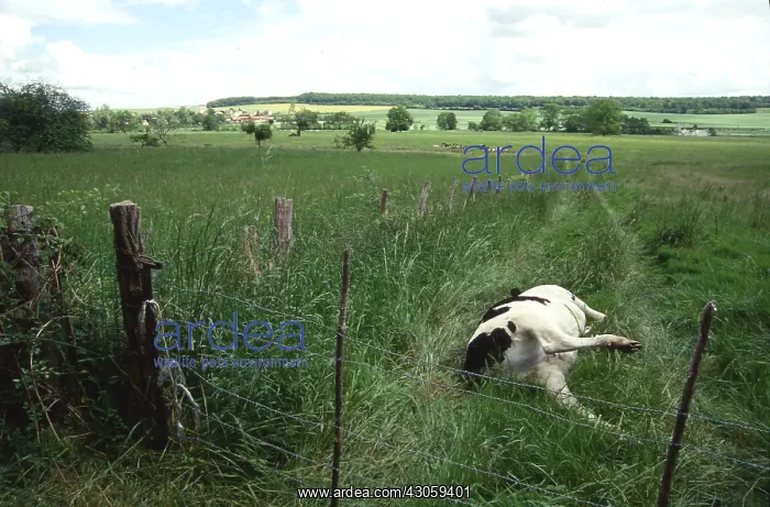 : Cow Holstein died in a meadow : Cow Holstein died in a meadow