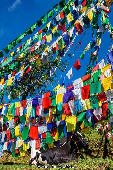 : Cow indian sacred animal under Buddhist prayer flags : Cow indian sacred animal under Buddhist prayer flags