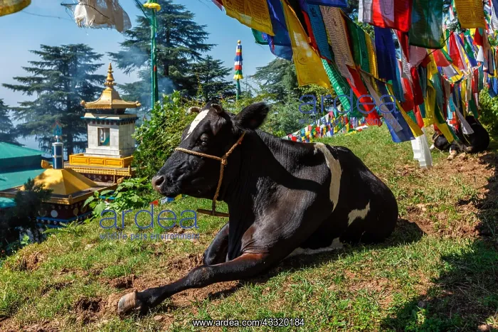 : Cow indian sacred animal under Buddhist prayer flags : Cow indian sacred animal under Buddhist prayer flags