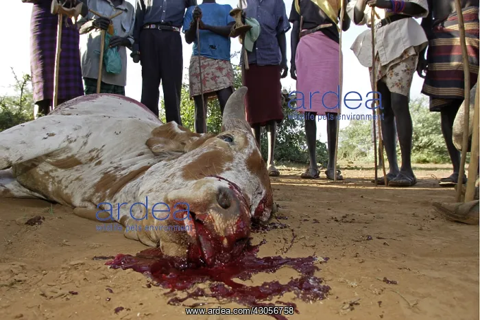 : Cow killed during the Pokot Sapana Ceremony Kenya : Cow killed during the Pokot Sapana Ceremony Kenya
