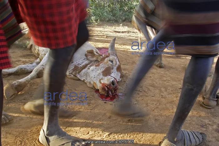 : Cow killed during the Pokot Sapana Ceremony Kenya : Cow killed during the Pokot Sapana Ceremony Kenya