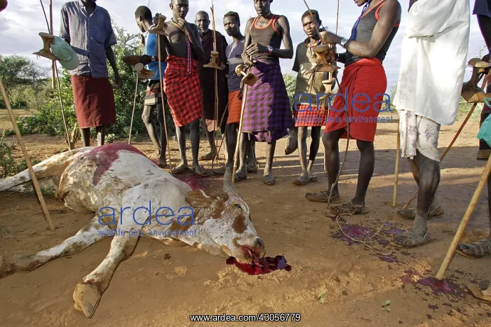 : Cow killed during the Pokot Sapana Ceremony Kenya : Cow killed during the Pokot Sapana Ceremony Kenya