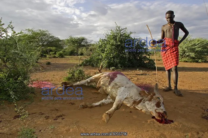 : Cow killed during the Pokot Sapana Ceremony Kenya : Cow killed during the Pokot Sapana Ceremony Kenya