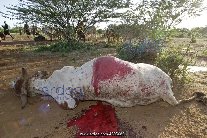 : Cow killed during the Pokot Sapana Ceremony Kenya : Cow killed during the Pokot Sapana Ceremony Kenya