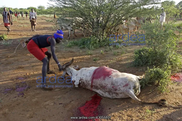 : Cow killed during the Pokot Sapana Ceremony Kenya : Cow killed during the Pokot Sapana Ceremony Kenya