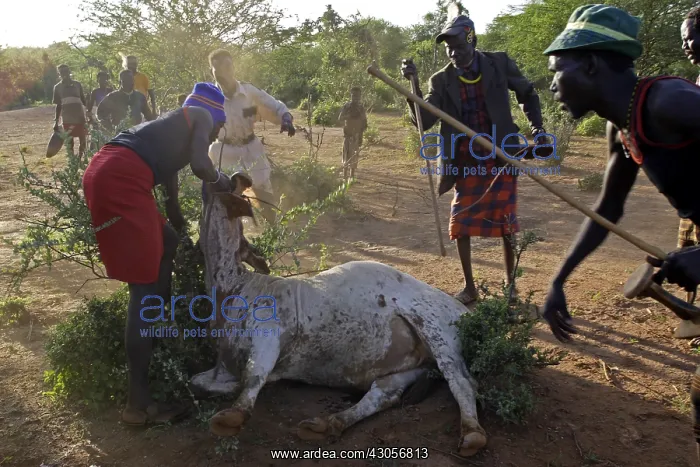 : Cow killed during the Pokot Sapana Ceremony Kenya : Cow killed during the Pokot Sapana Ceremony Kenya