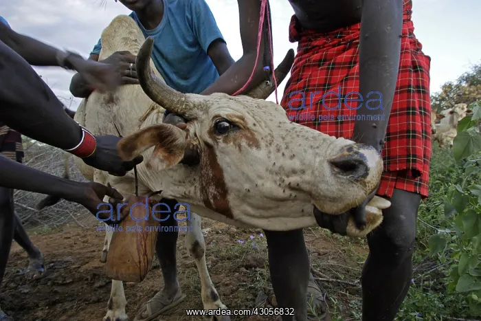 : Cow killed during the Pokot Sapana Ceremony Kenya : Cow killed during the Pokot Sapana Ceremony Kenya