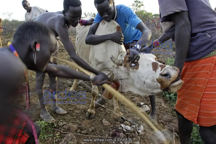 : Cow killed during the Pokot Sapana Ceremony Kenya : Cow killed during the Pokot Sapana Ceremony Kenya