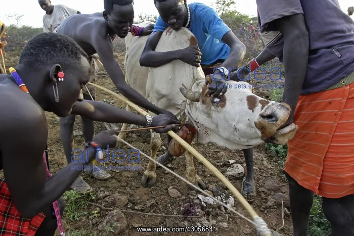 : Cow killed during the Pokot Sapana Ceremony Kenya : Cow killed during the Pokot Sapana Ceremony Kenya