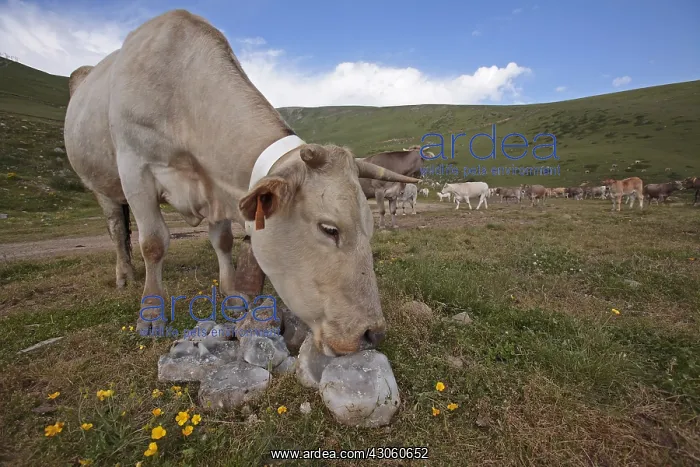 : Cow licking a block of salt Pyrenees Lerida Spain : Cow licking a block of salt Pyrenees Lerida Spain