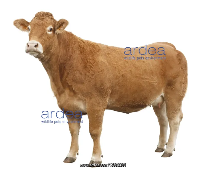 : A Cow Limousine : A Cow Limousine