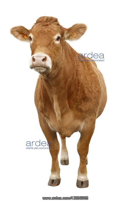 : A Cow Limousine : A Cow Limousine