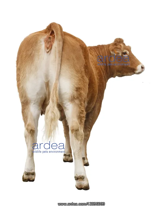 : A Cow Limousine : A Cow Limousine