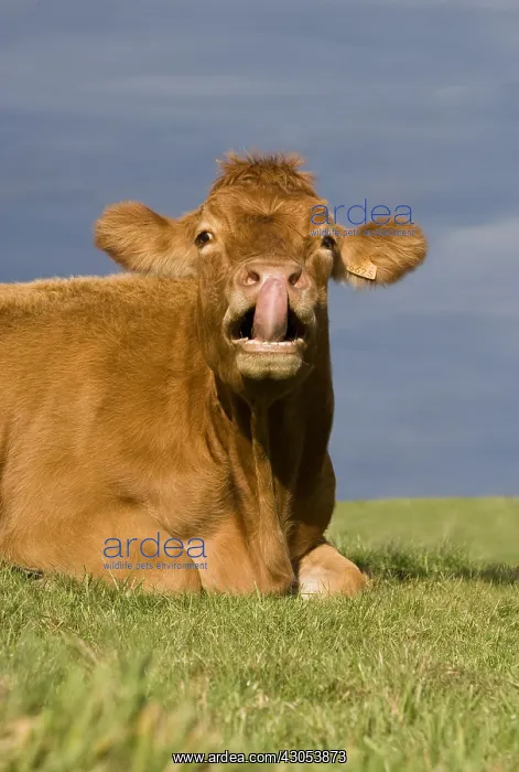 : Cow Limousine in the grass pulling its tongue out France : Cow Limousine in the grass pulling its tongue out France