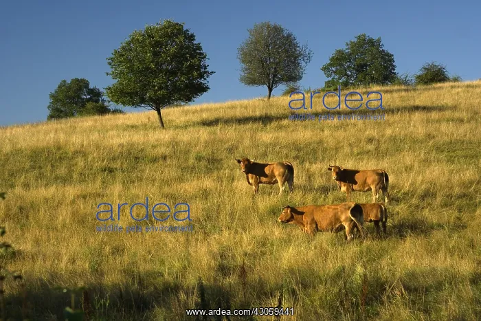 : Cow limousine at sunset in Correze France : Cow limousine at sunset in Correze France