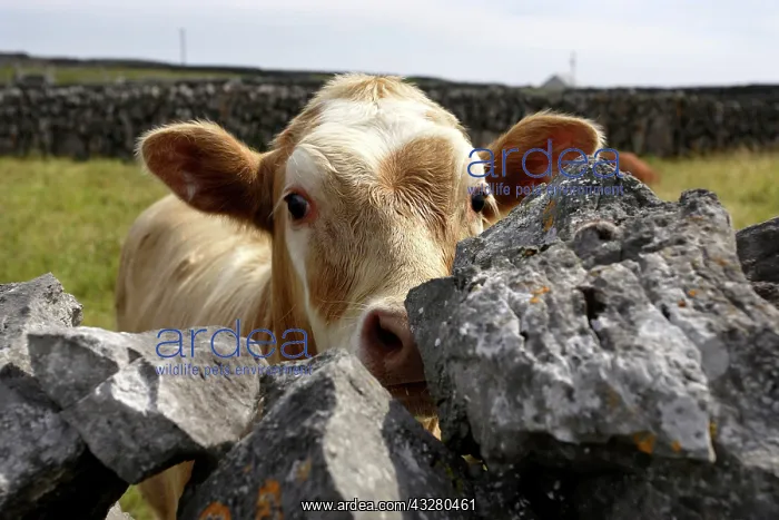 : Cow looking over stone fence, Inishere Island, Republic : Cow looking over stone fence, Inishere Island, Republic