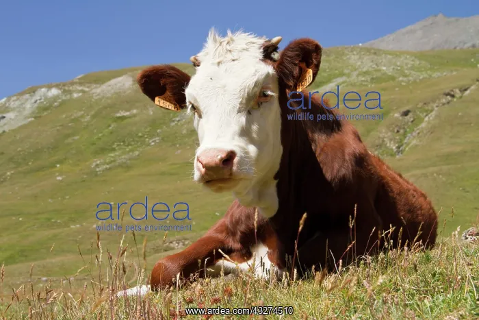 : Cow lying in a pasture - Vanoise Alps France : Cow lying in a pasture - Vanoise Alps France