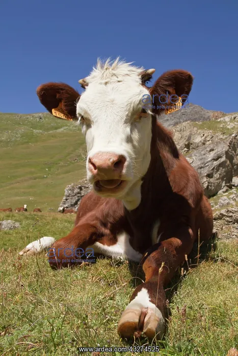 : Cow lying in a pasture - Vanoise Alps France : Cow lying in a pasture - Vanoise Alps France