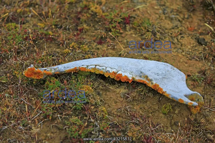 : Cow mandible covered with lichen - Falkland Islands : Cow mandible covered with lichen - Falkland Islands