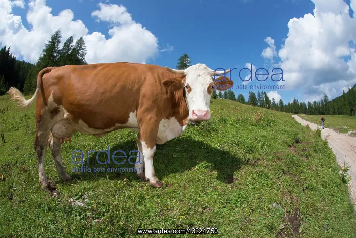 : Cow in a meadow - Dolomites Italy : Cow in a meadow - Dolomites Italy