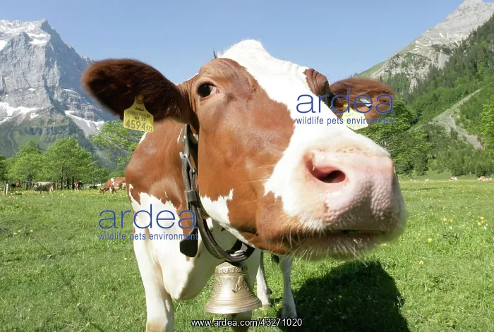 : Cow in a meadow in the Grosser Ahornboden, Karwendel : Cow in a meadow in the Grosser Ahornboden, Karwendel