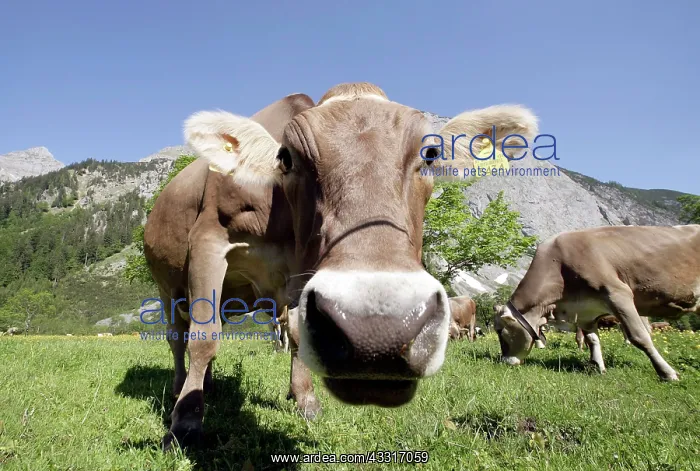 : Cow in a meadow in the Grosser Ahornboden, Karwendel : Cow in a meadow in the Grosser Ahornboden, Karwendel