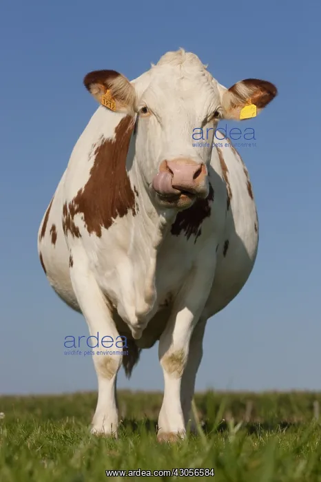 : A cow in a meadow Montbeliarde France : A cow in a meadow Montbeliarde France
