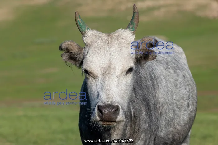 : Cow in Mongolia : Cow in Mongolia