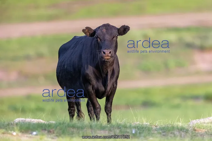 : Cow in Mongolia : Cow in Mongolia