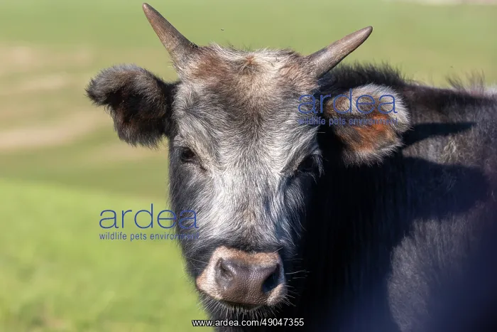 : Cow in Mongolia : Cow in Mongolia