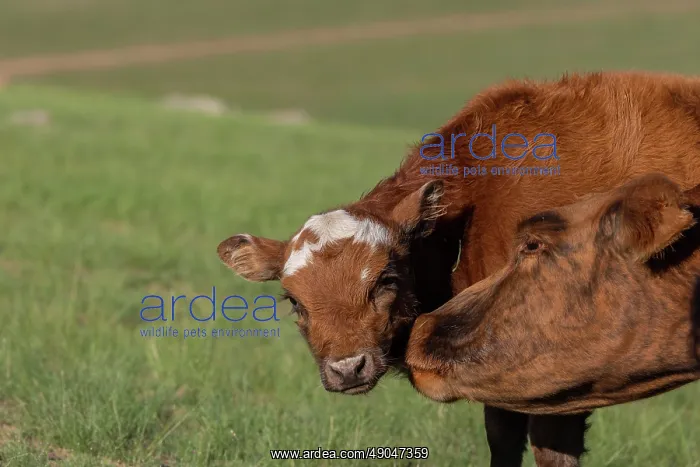 : Cow in Mongolia : Cow in Mongolia