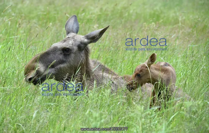 : Cow moose (Alces alces), elk with calf in grass : Cow moose (Alces alces), elk with calf in grass
